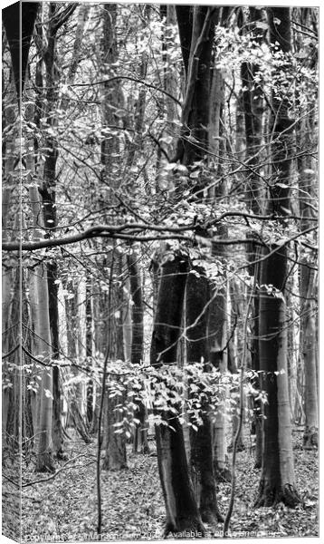 Woodland in monochrome  Canvas Print by Simon Johnson