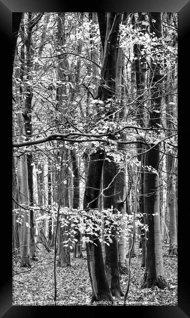 Woodland in monochrome  Framed Print by Simon Johnson