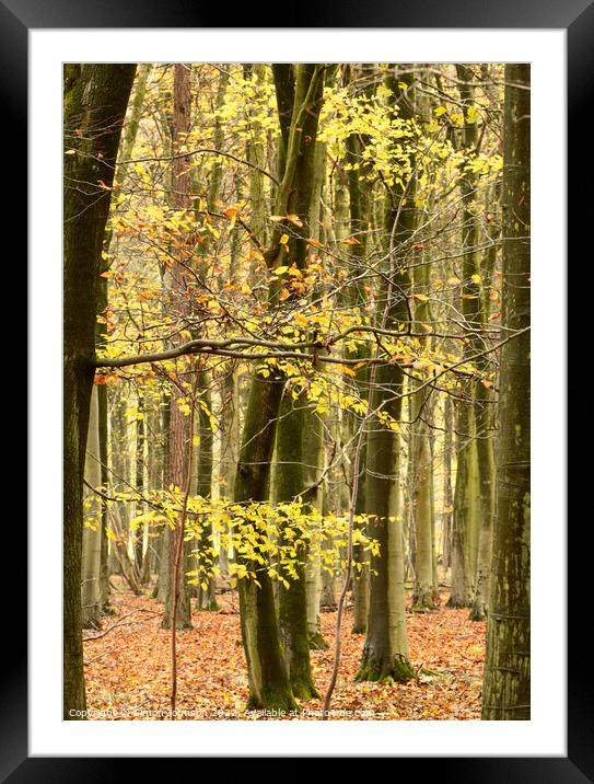 Beech woodland  Framed Mounted Print by Simon Johnson