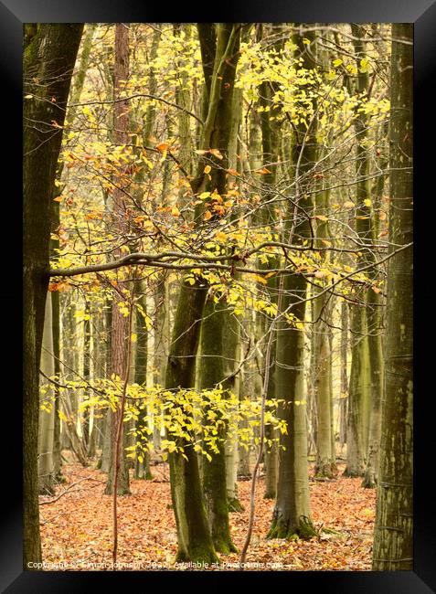 Beech woodland  Framed Print by Simon Johnson