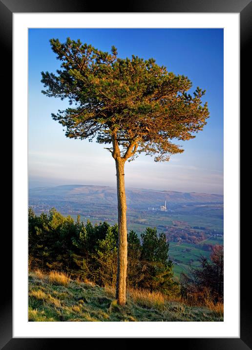 Lonesome Pine Framed Mounted Print by Darren Galpin