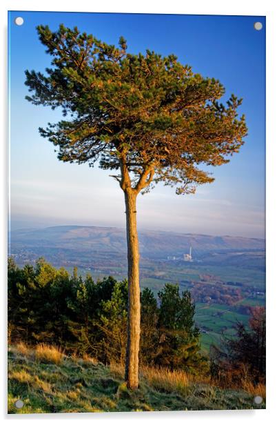 Lonesome Pine Acrylic by Darren Galpin