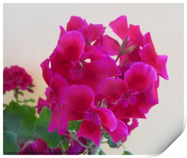 Pink Geraniums Print by Stephanie Moore