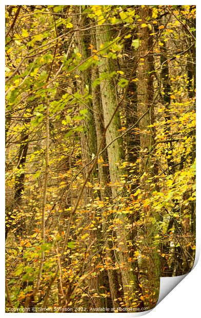 Autumn Woodland  Print by Simon Johnson