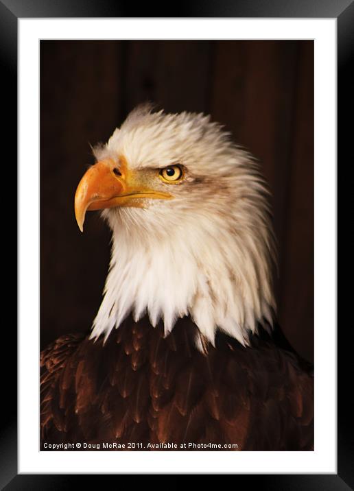 Bald Eagle Framed Mounted Print by Doug McRae