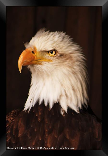 Bald Eagle Framed Print by Doug McRae