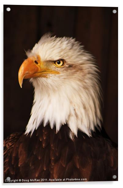 Bald Eagle Acrylic by Doug McRae