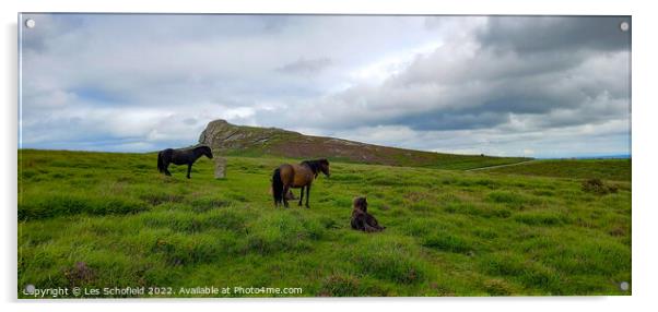 Dartmoor Ponies  Acrylic by Les Schofield