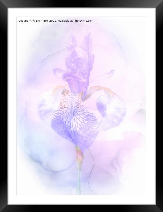 Dreamy Iris Framed Mounted Print by Lynn Bolt