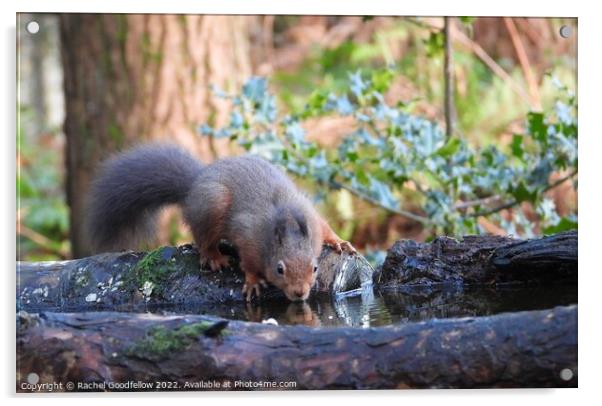 Drinking Squirrel Acrylic by Rachel Goodfellow