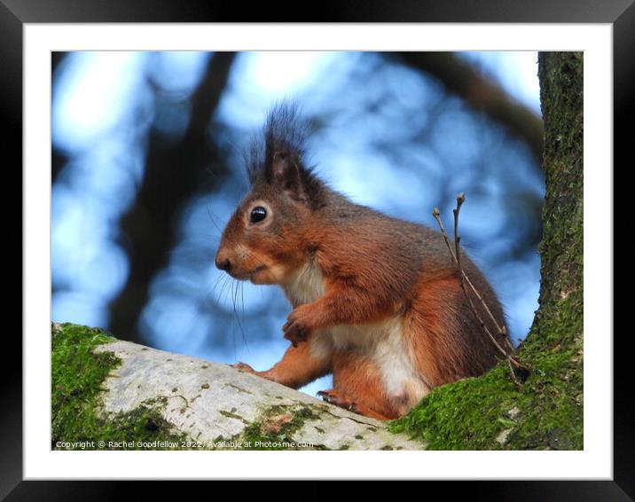 A squirrel on a branch Framed Mounted Print by Rachel Goodfellow