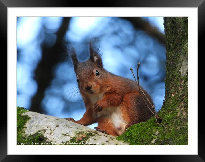 A squirrel standing on a branch Framed Mounted Print by Rachel Goodfellow