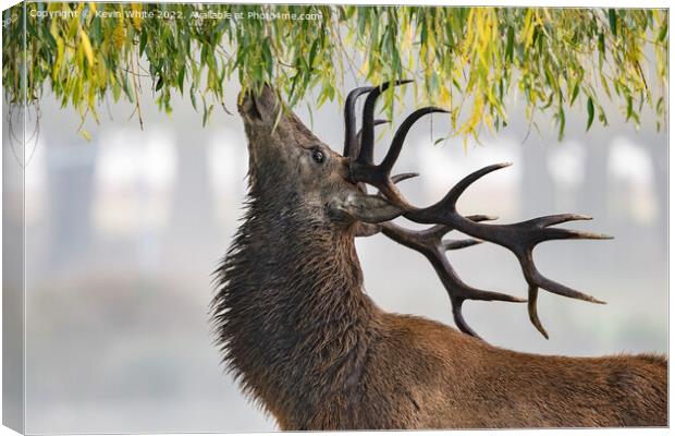 Red deer stag feeding from weeping willow tree Canvas Print by Kevin White