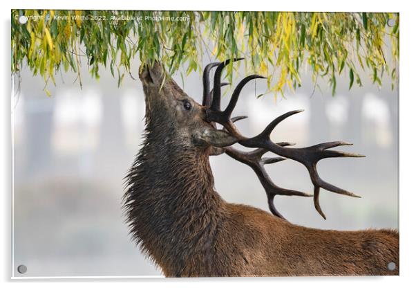Red deer stag feeding from weeping willow tree Acrylic by Kevin White