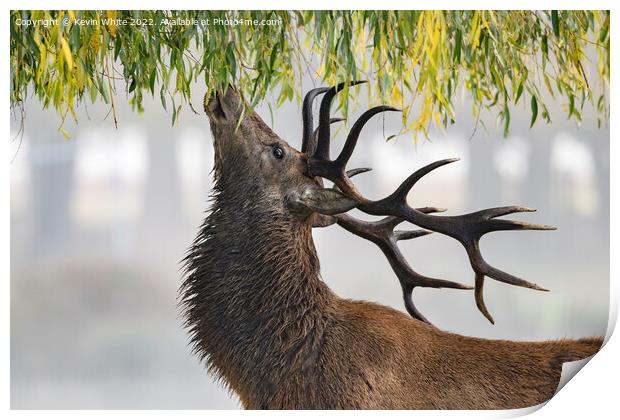 Red deer stag feeding from weeping willow tree Print by Kevin White