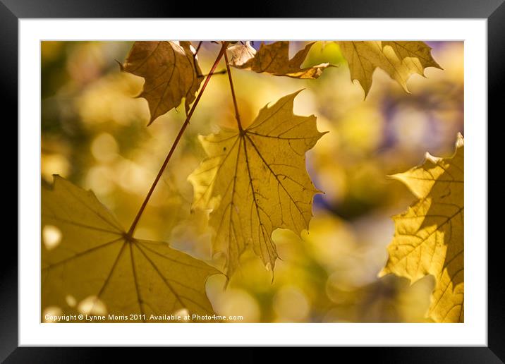 Autumn Gold Framed Mounted Print by Lynne Morris (Lswpp)