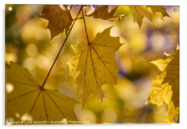 Autumn Gold Acrylic by Lynne Morris (Lswpp)