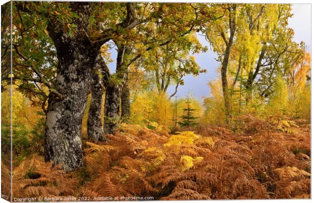 Loch Rannoch Forest in Autumn, Perthshire Scotland Canvas Print by Barbara Jones