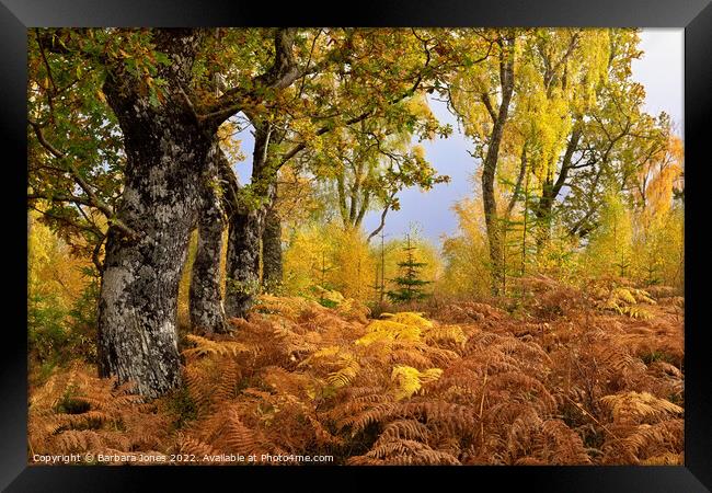 Loch Rannoch Forest in Autumn, Perthshire Scotland Framed Print by Barbara Jones