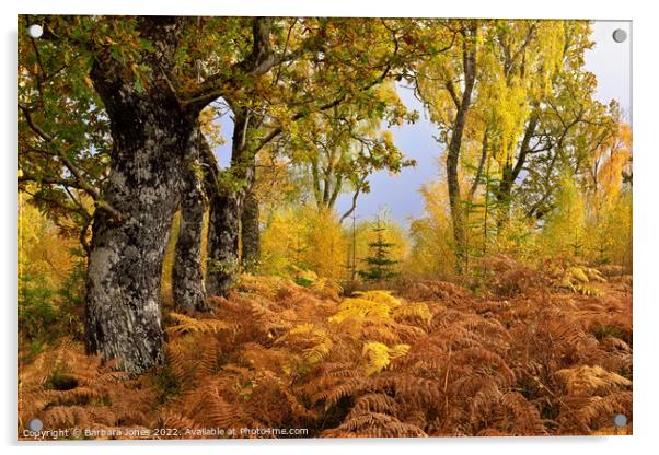 Loch Rannoch Forest in Autumn, Perthshire Scotland Acrylic by Barbara Jones