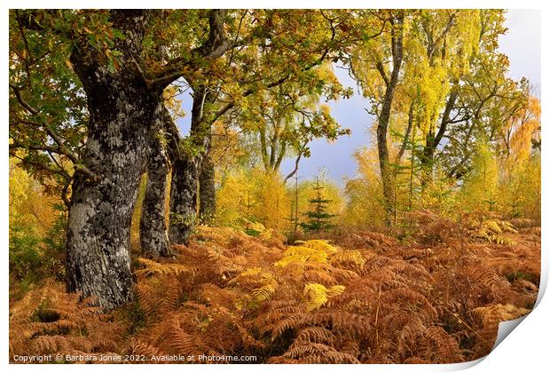 Loch Rannoch Forest in Autumn, Perthshire Scotland Print by Barbara Jones