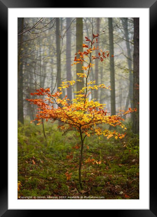 Sunlit Beech Tree Framed Mounted Print by Simon Johnson