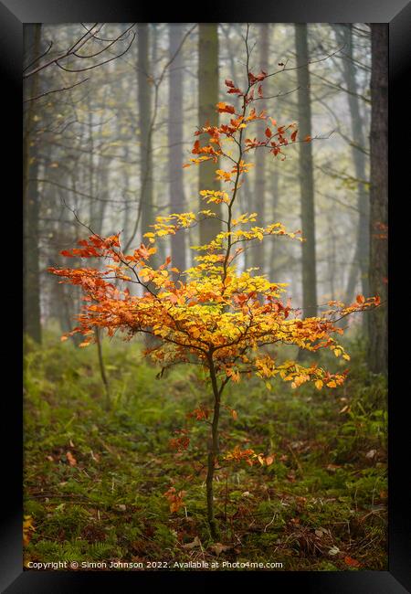 Sunlit Beech Tree Framed Print by Simon Johnson