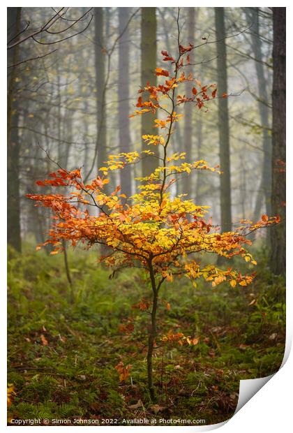 Sunlit Beech Tree Print by Simon Johnson