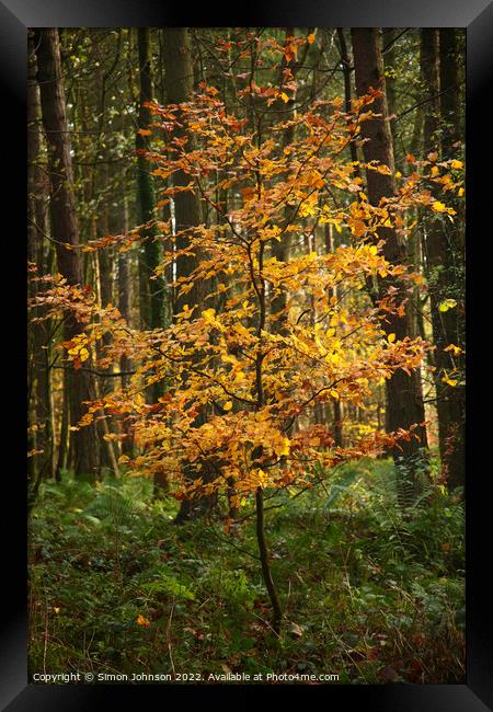 Sunlit Beech Tree Framed Print by Simon Johnson