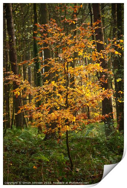 Sunlit Beech Tree Print by Simon Johnson