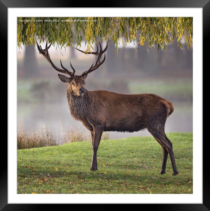 Portrait of a male Red Deer Framed Mounted Print by Kevin White