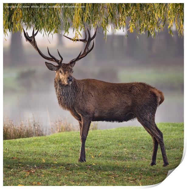 Portrait of a male Red Deer Print by Kevin White