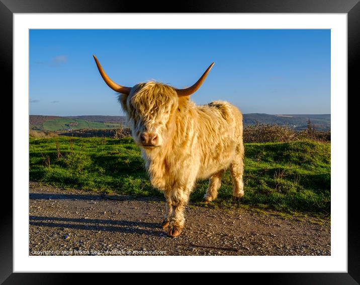 Highland Cow Framed Mounted Print by Nigel Wilkins
