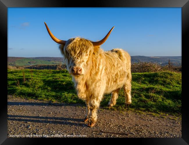 Highland Cow Framed Print by Nigel Wilkins