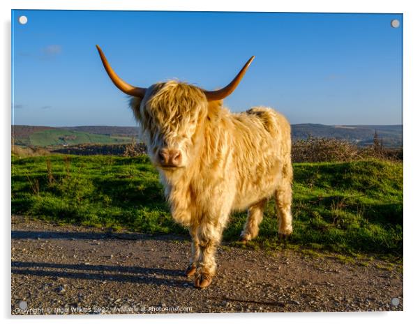 Highland Cow Acrylic by Nigel Wilkins