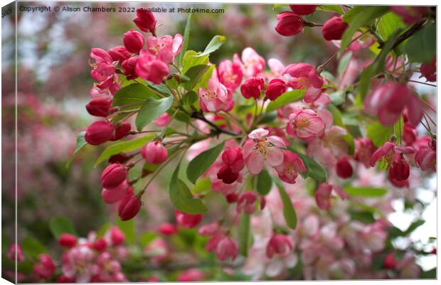 Apple Blossom Canvas Print by Alison Chambers