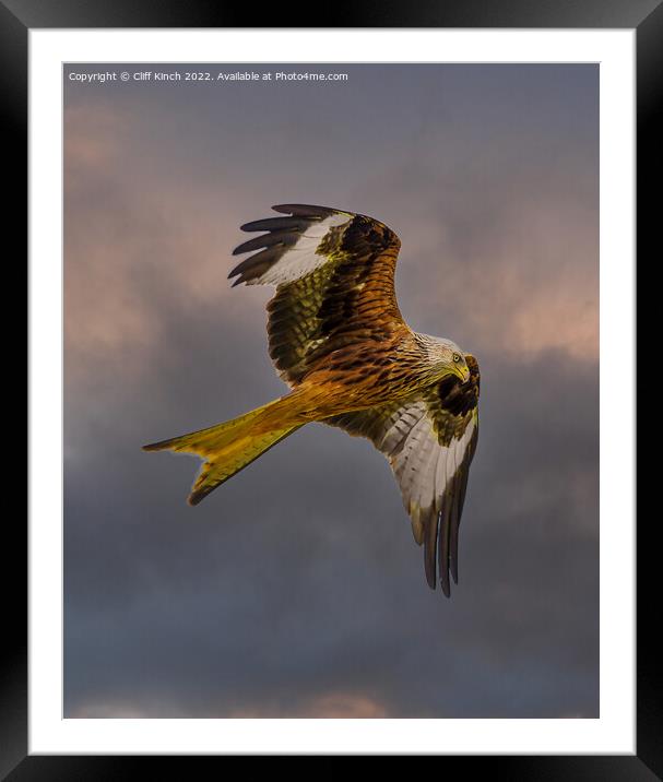 Red kite in flight Framed Mounted Print by Cliff Kinch