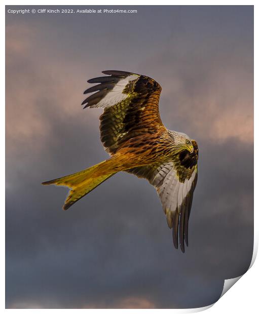 Red kite in flight Print by Cliff Kinch