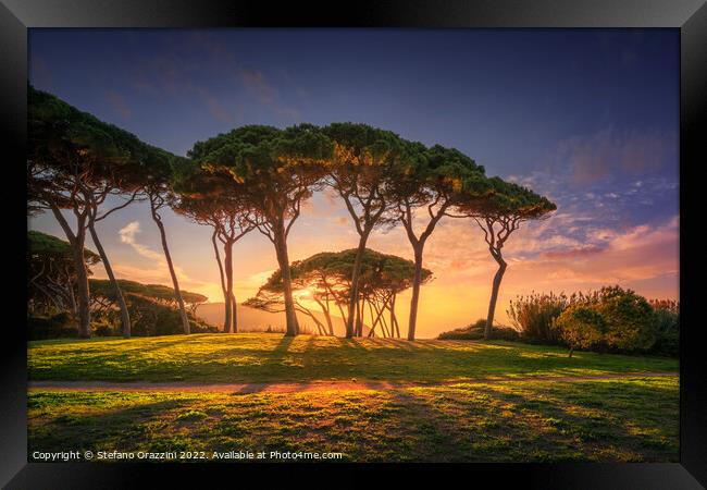 Pine tree group close to sea and beach. Baratti, Tuscany. Framed Print by Stefano Orazzini