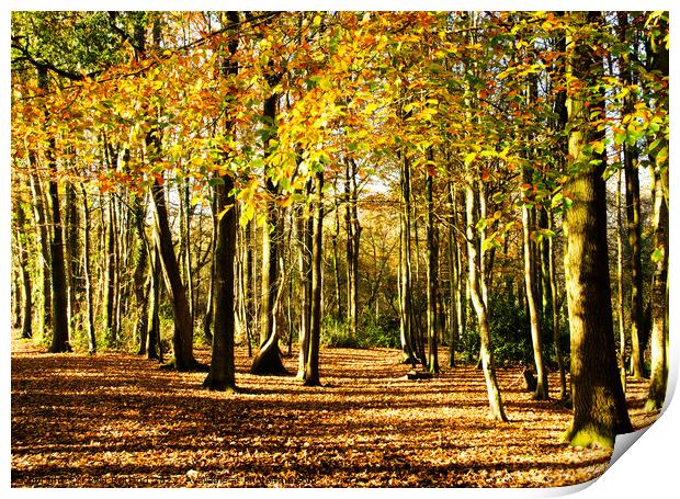 Autumn in the woodland Print by Kevin Britland