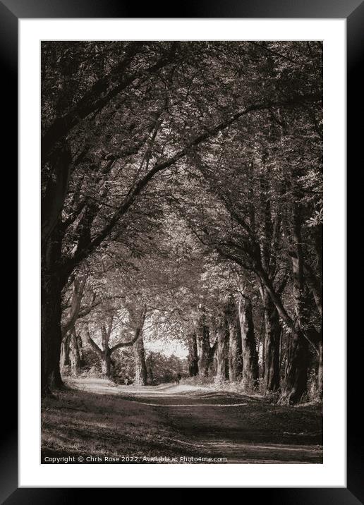 Autumn avenue Framed Mounted Print by Chris Rose