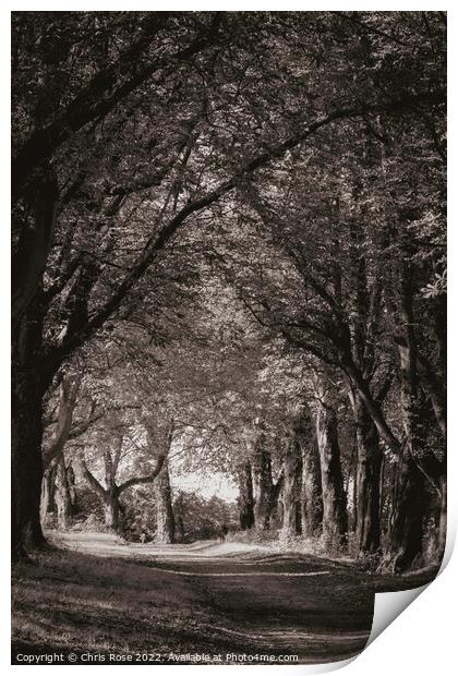Autumn avenue Print by Chris Rose