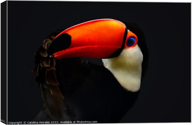 Toco Toucan in the dark Canvas Print by Catalina Morales