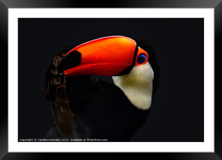 Toco Toucan in the dark Framed Mounted Print by Catalina Morales