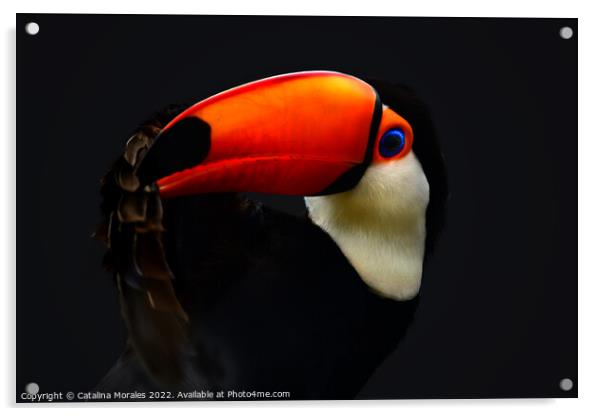 Toco Toucan in the dark Acrylic by Catalina Morales