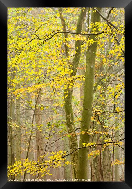 Woodland leaves  Framed Print by Simon Johnson