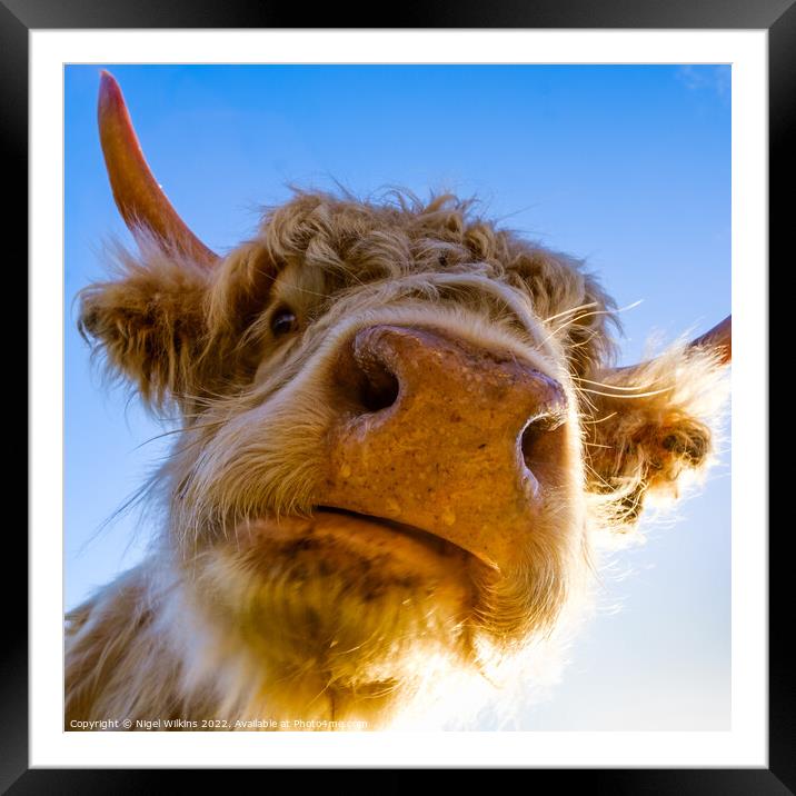 Highland Cow Closeup Framed Mounted Print by Nigel Wilkins