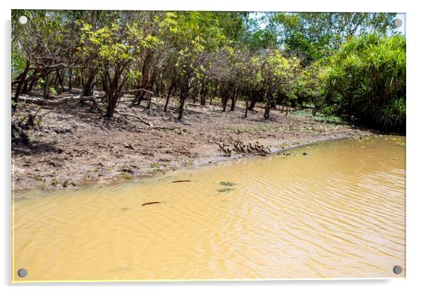 Kakadu Yellow Water (Ngurrungurrudjba) Wetlands  Acrylic by Antonio Ribeiro