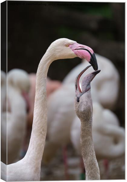 Flamingo Mother And Baby Canvas Print by rawshutterbug 