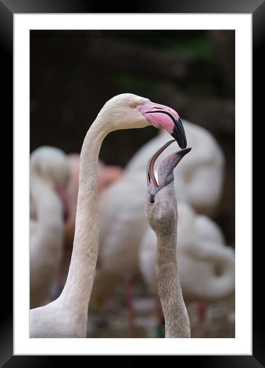 Flamingo Mother And Baby Framed Mounted Print by rawshutterbug 